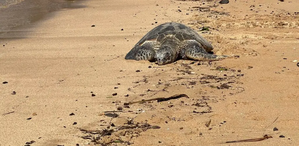 Sea Turtle Poipu Beach